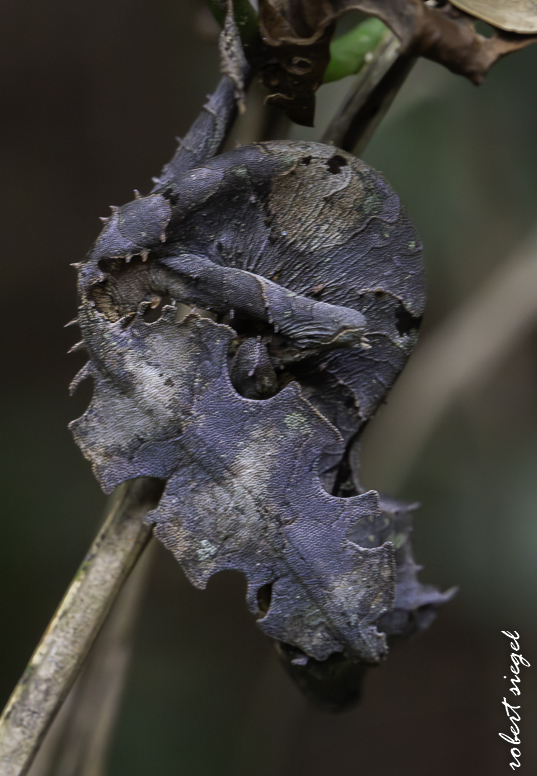 fungus - madagascar